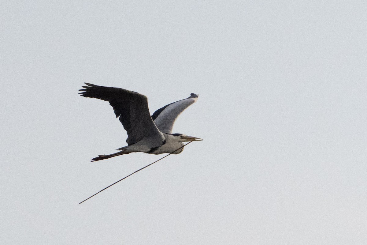 Gray Heron - ML638384840