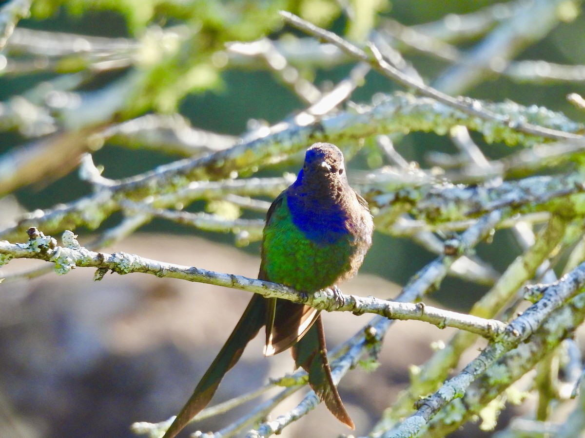 Swallow-tailed Hummingbird - ML638384841