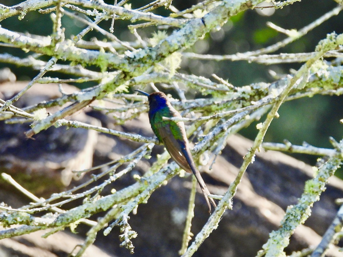 Swallow-tailed Hummingbird - ML638384842