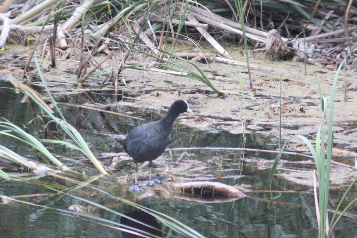 Eurasian Coot - ML638384848
