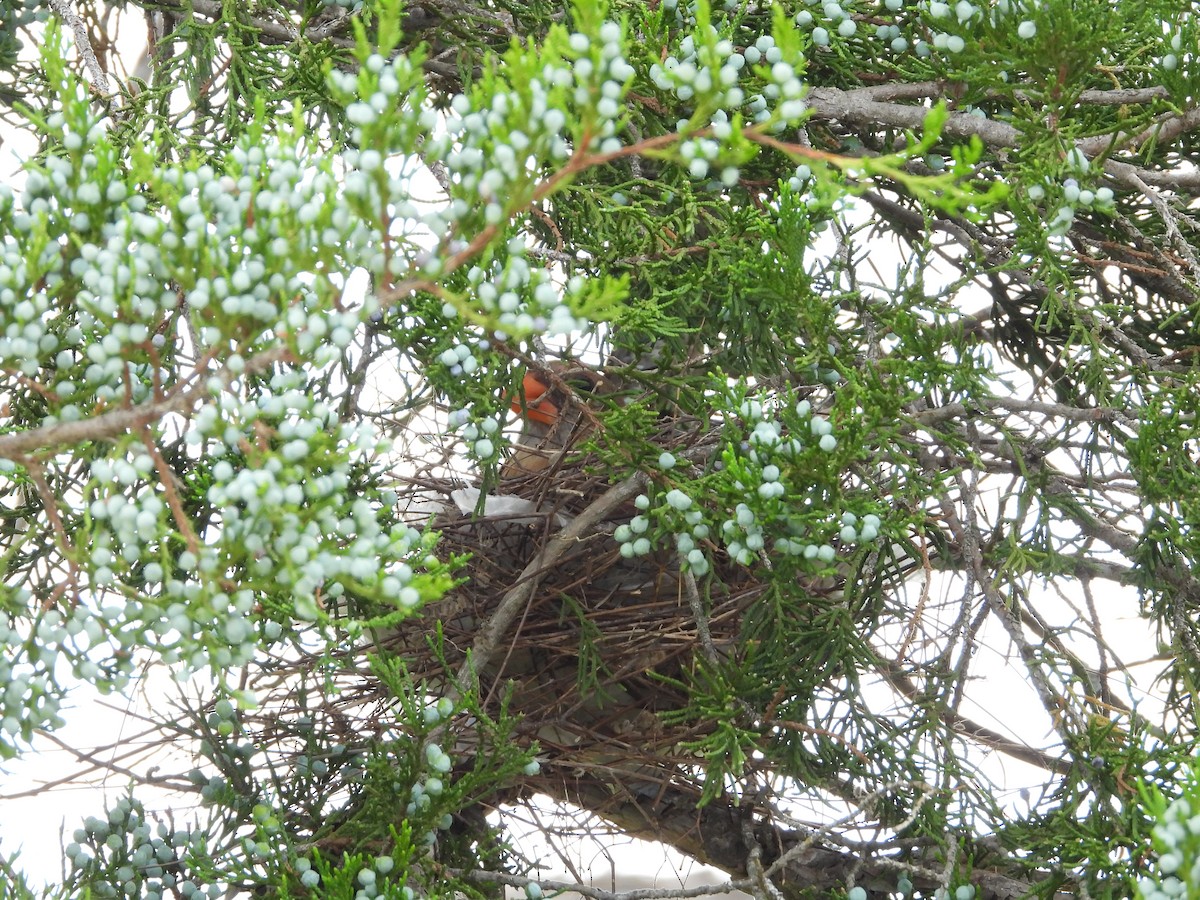 ショウジョウコウカンチョウ - ML638384855