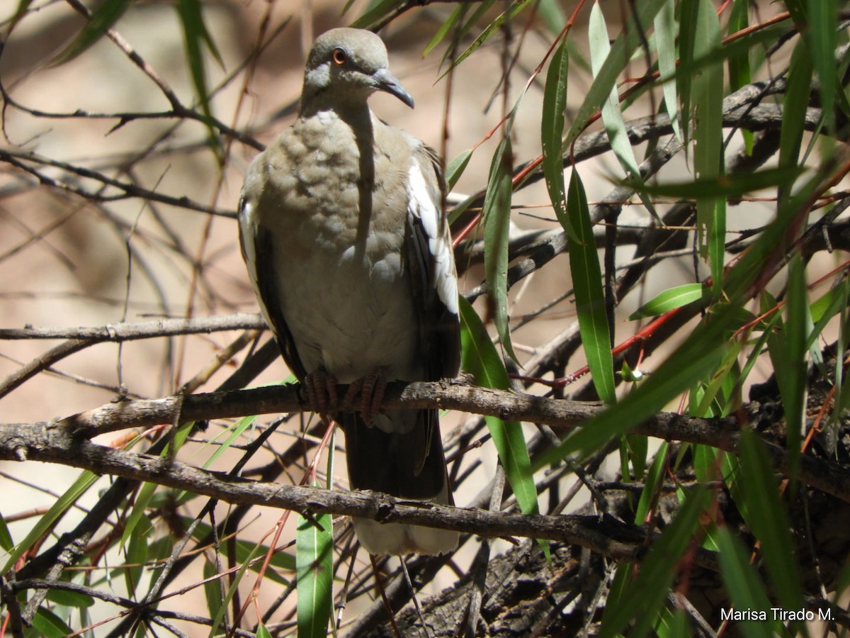 White-winged Dove - ML638384858