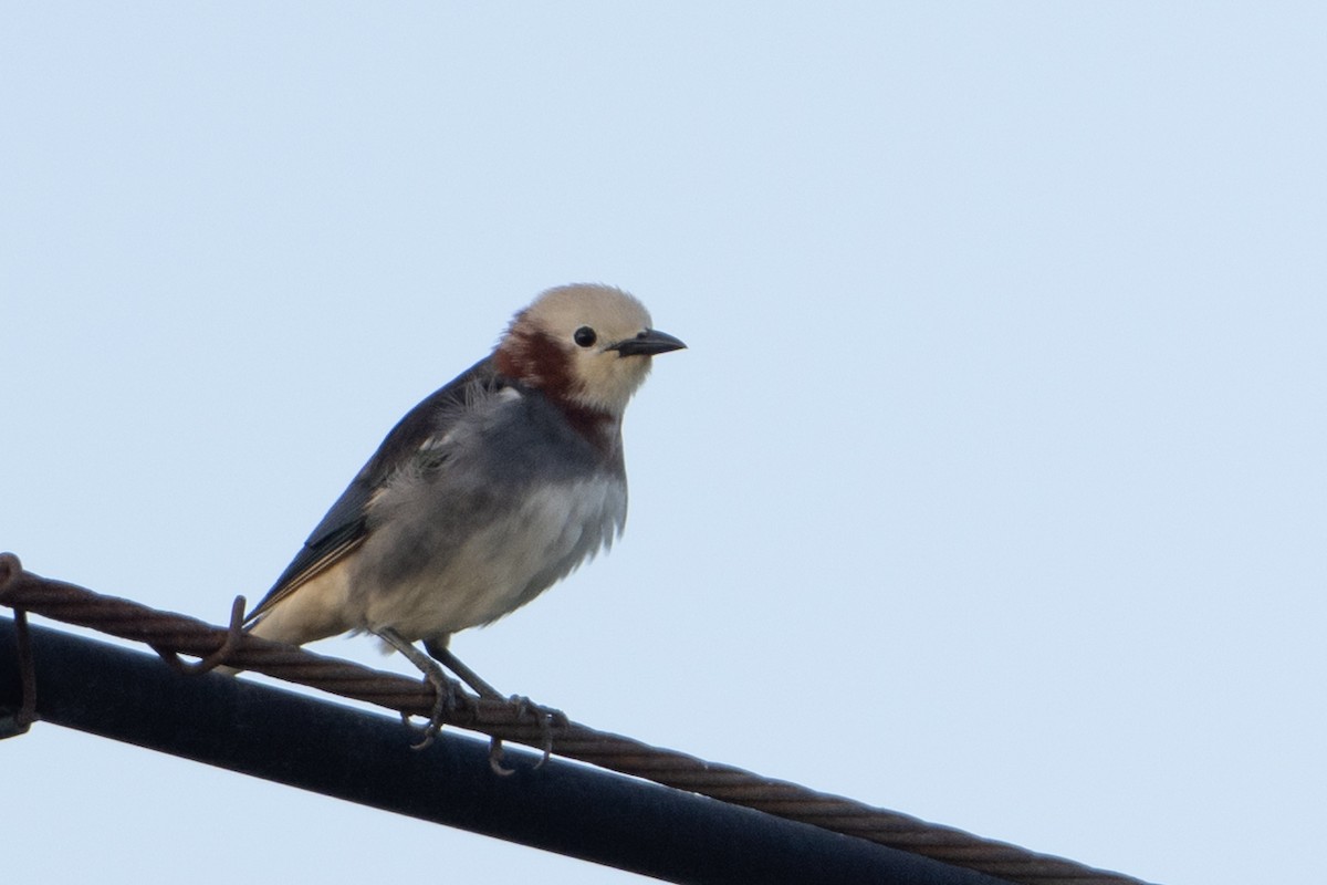 Chestnut-cheeked Starling - ML638384892