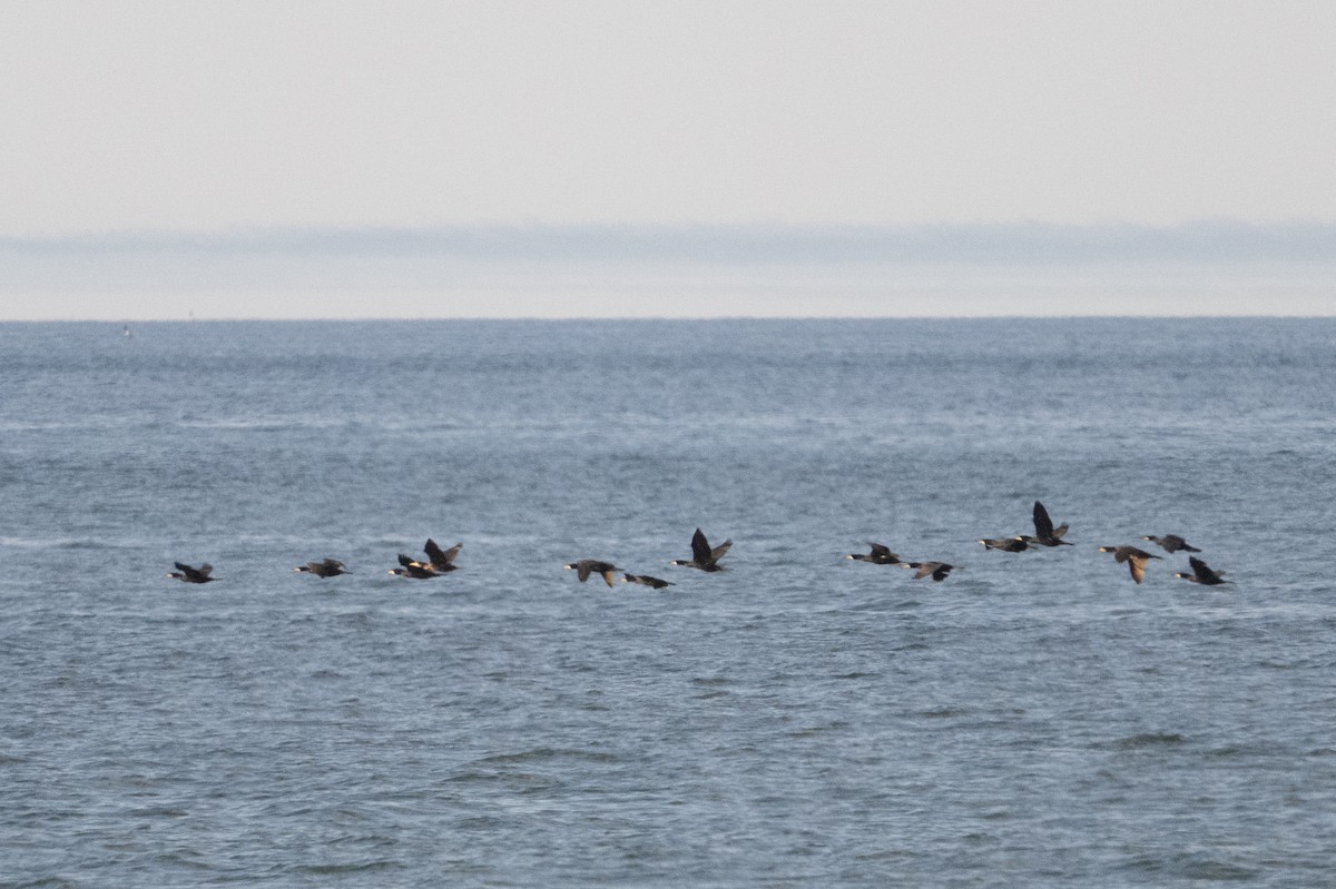 Great Cormorant - ML638384900