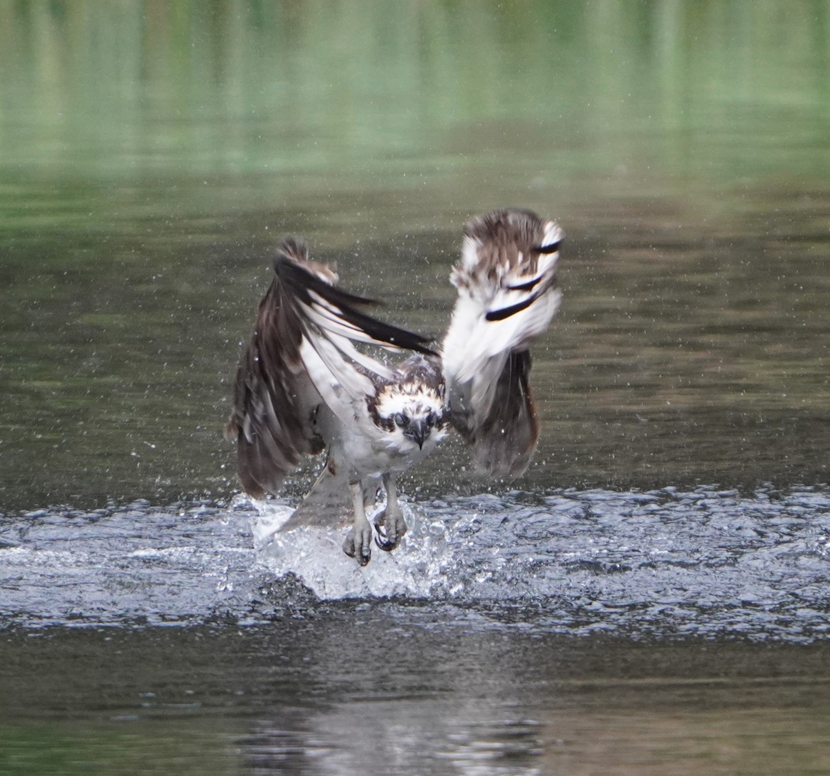 Osprey - ML638384903