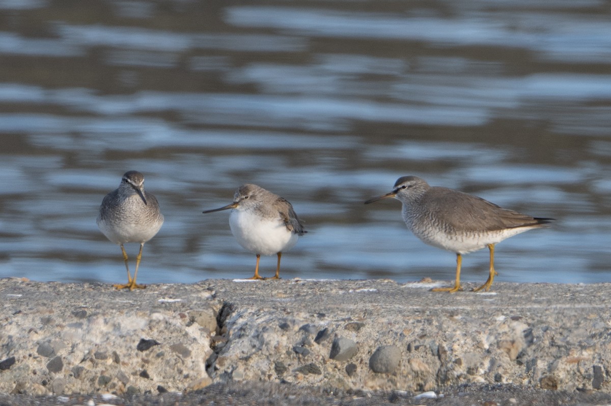 Terek Sandpiper - ML638384906