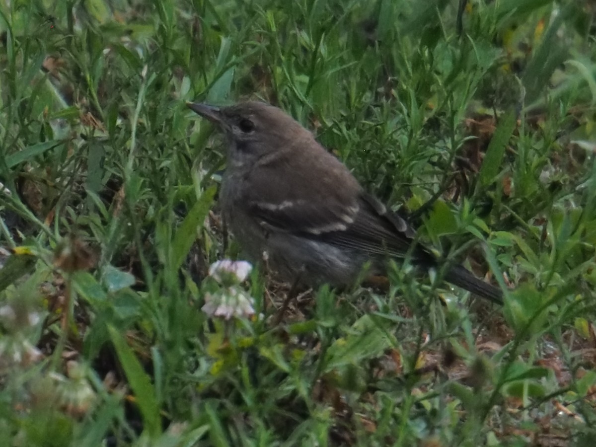 Pine Warbler - ML638384907