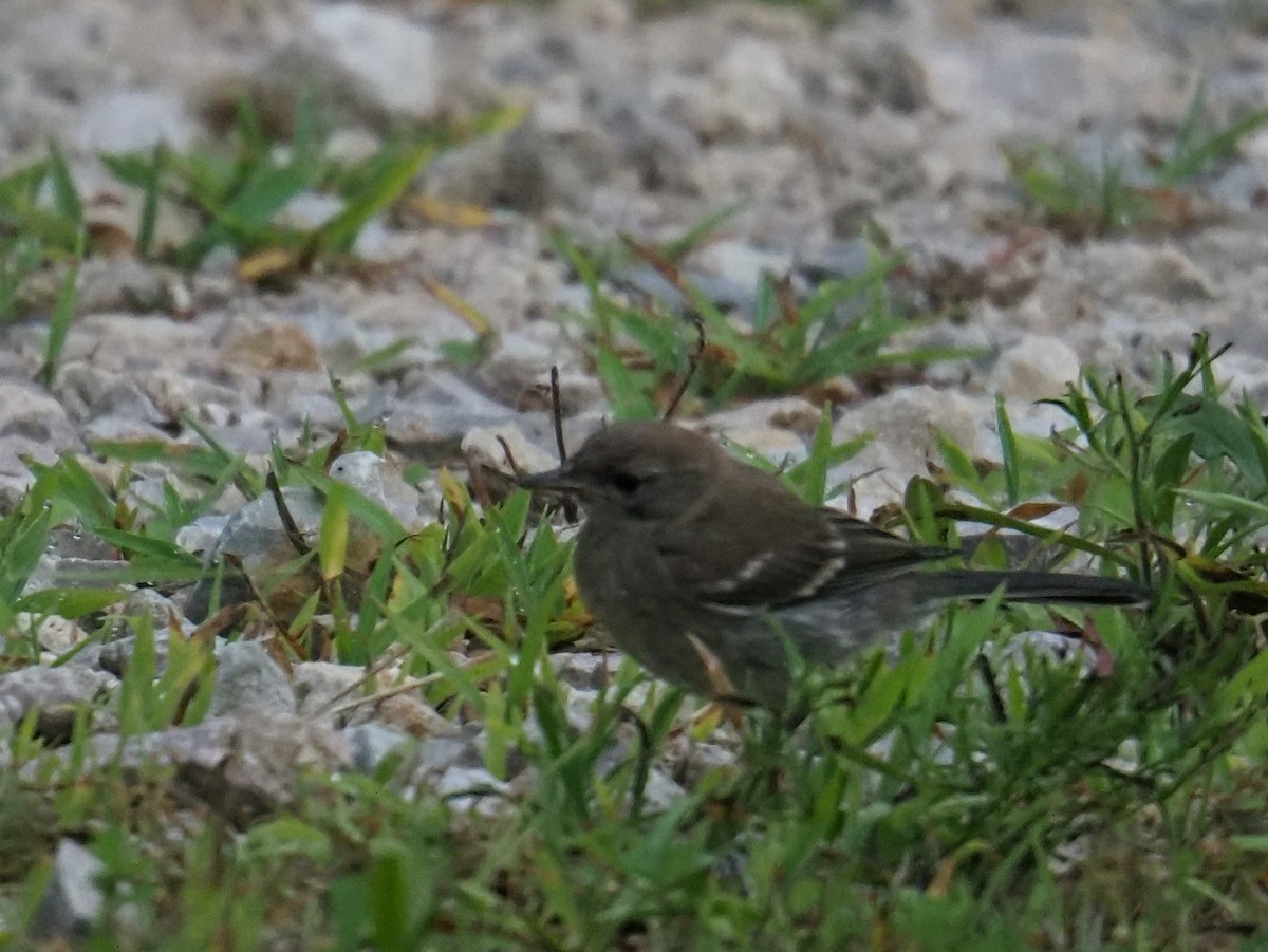 Pine Warbler - ML638384909