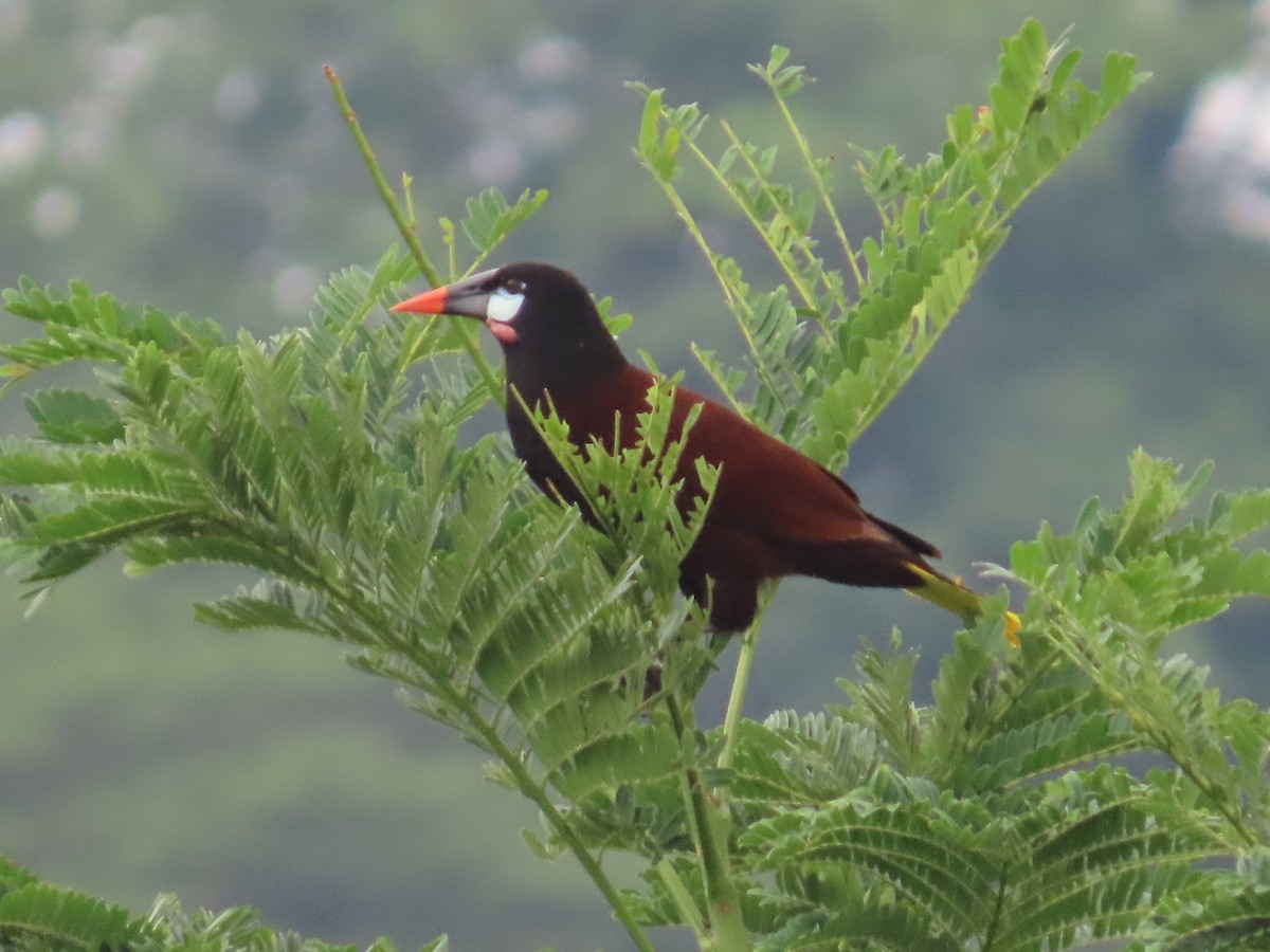 Montezuma Oropendola - ML638384913