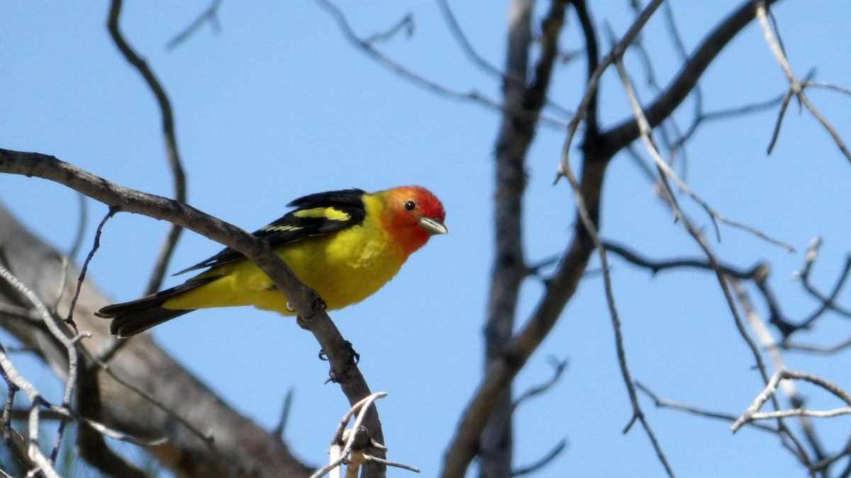 Western Tanager - ML638384920
