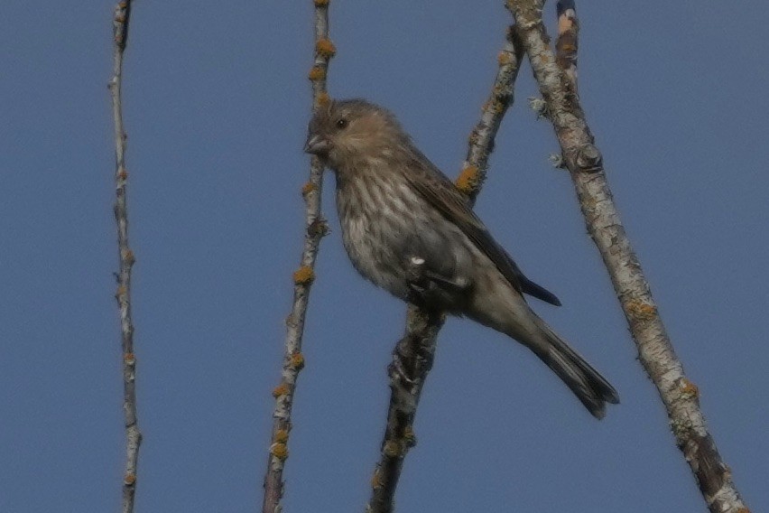 House Finch - ML638384922