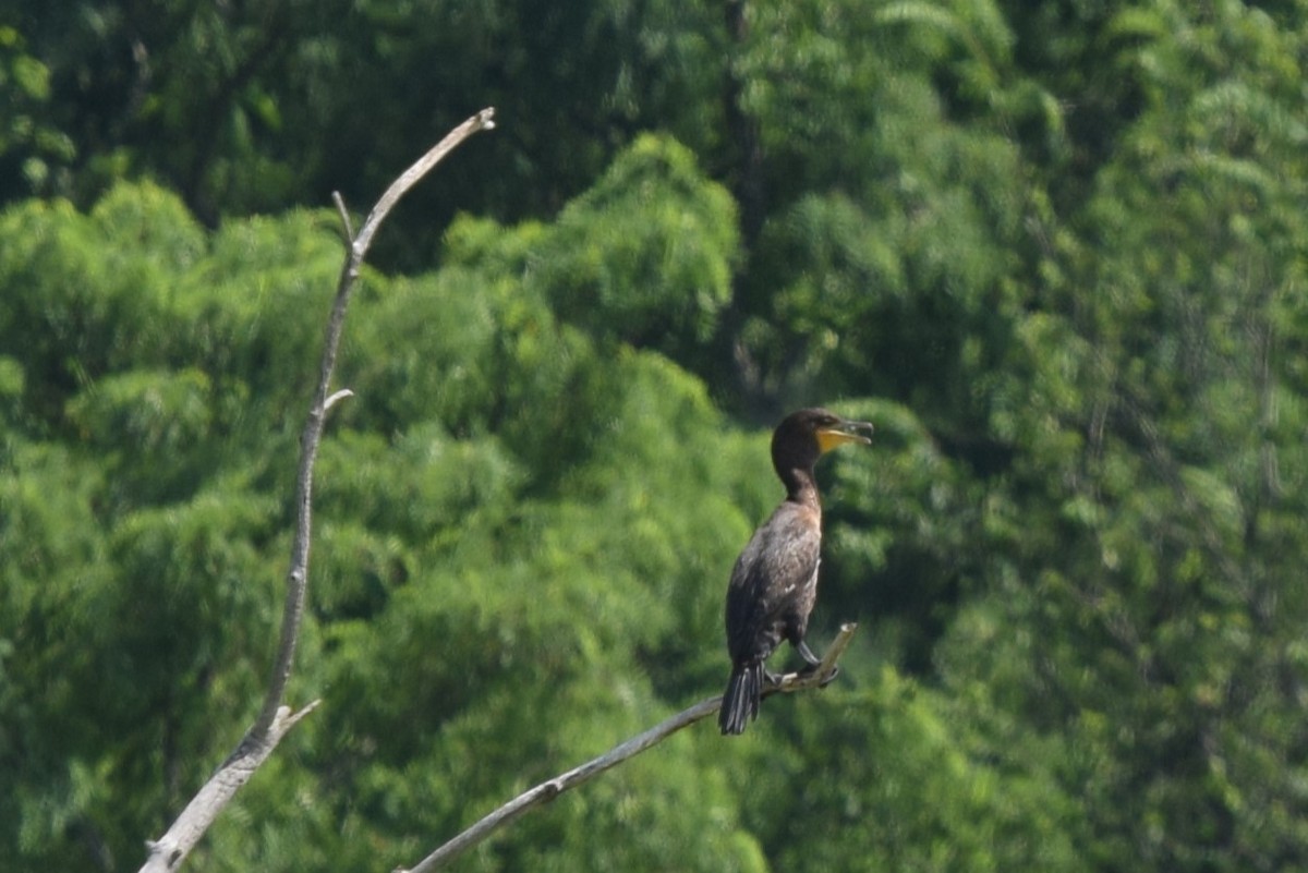 Double-crested Cormorant - ML638384926
