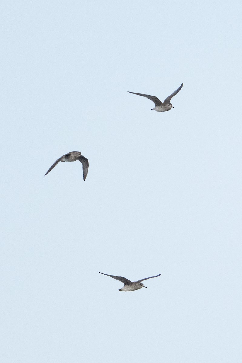Gray-tailed Tattler - ML638384929