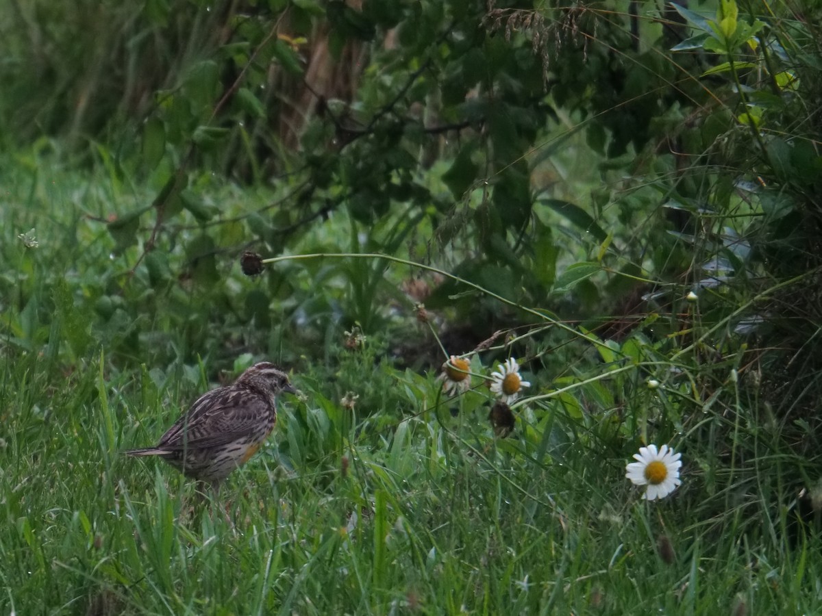 Eastern Meadowlark - ML638384934