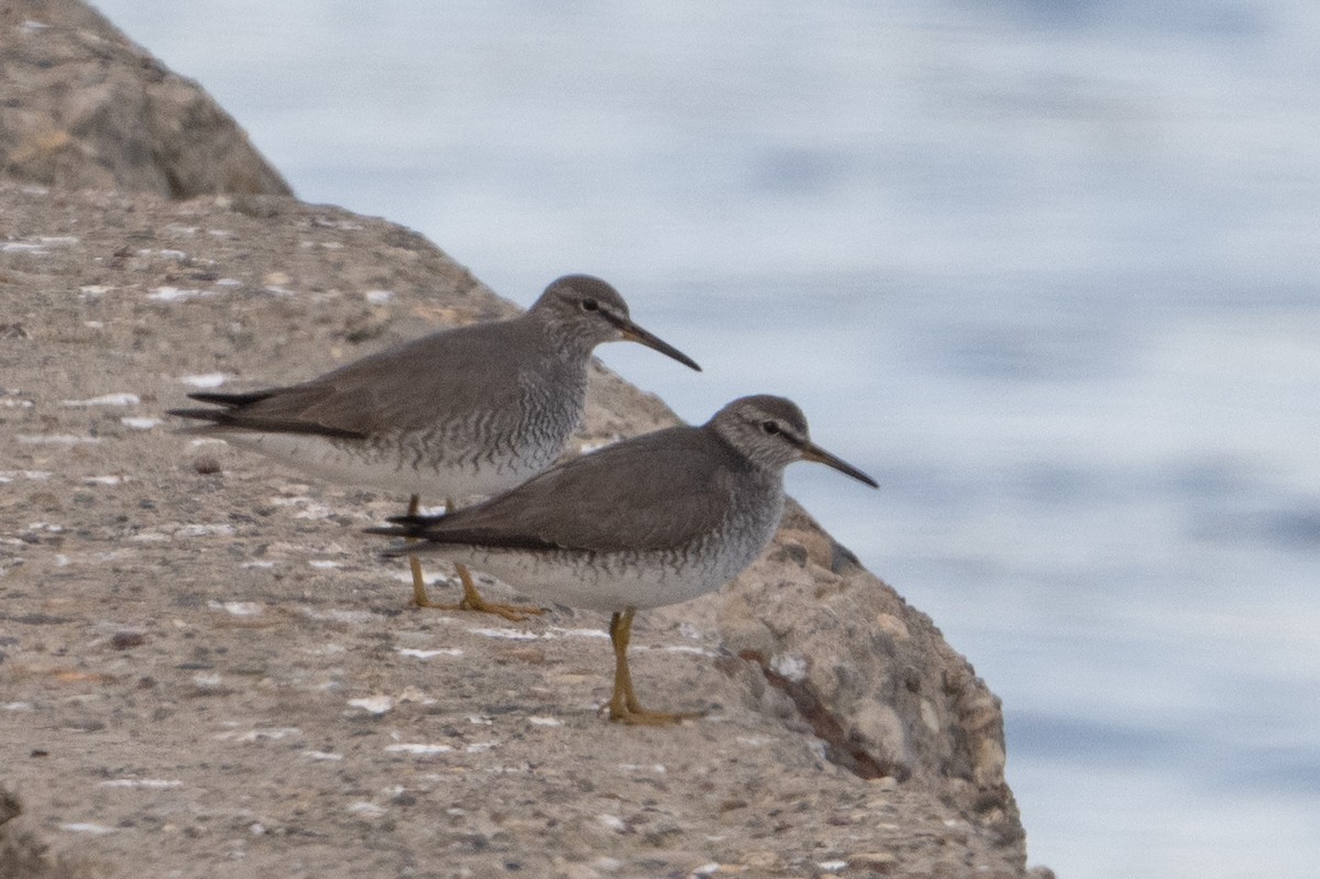 Gray-tailed Tattler - ML638384937