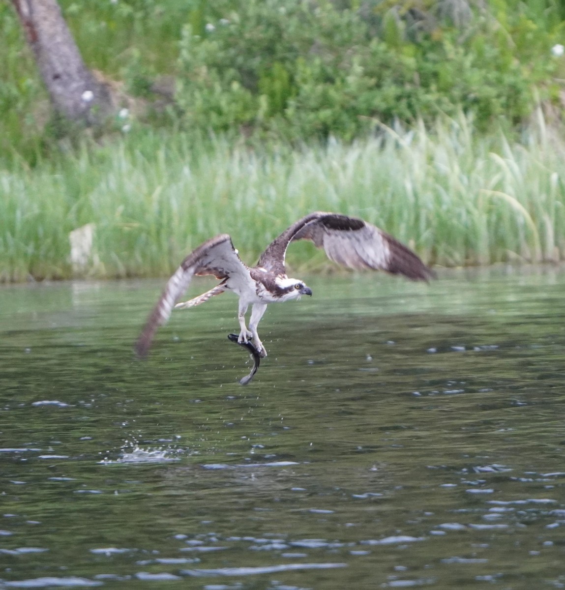 Osprey - ML638384940