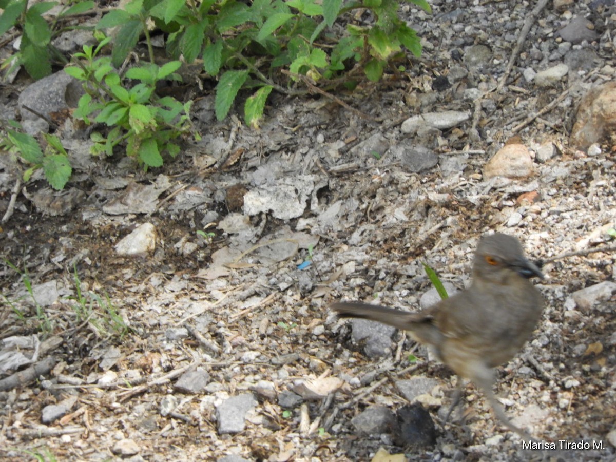 Curve-billed Thrasher - ML638384941