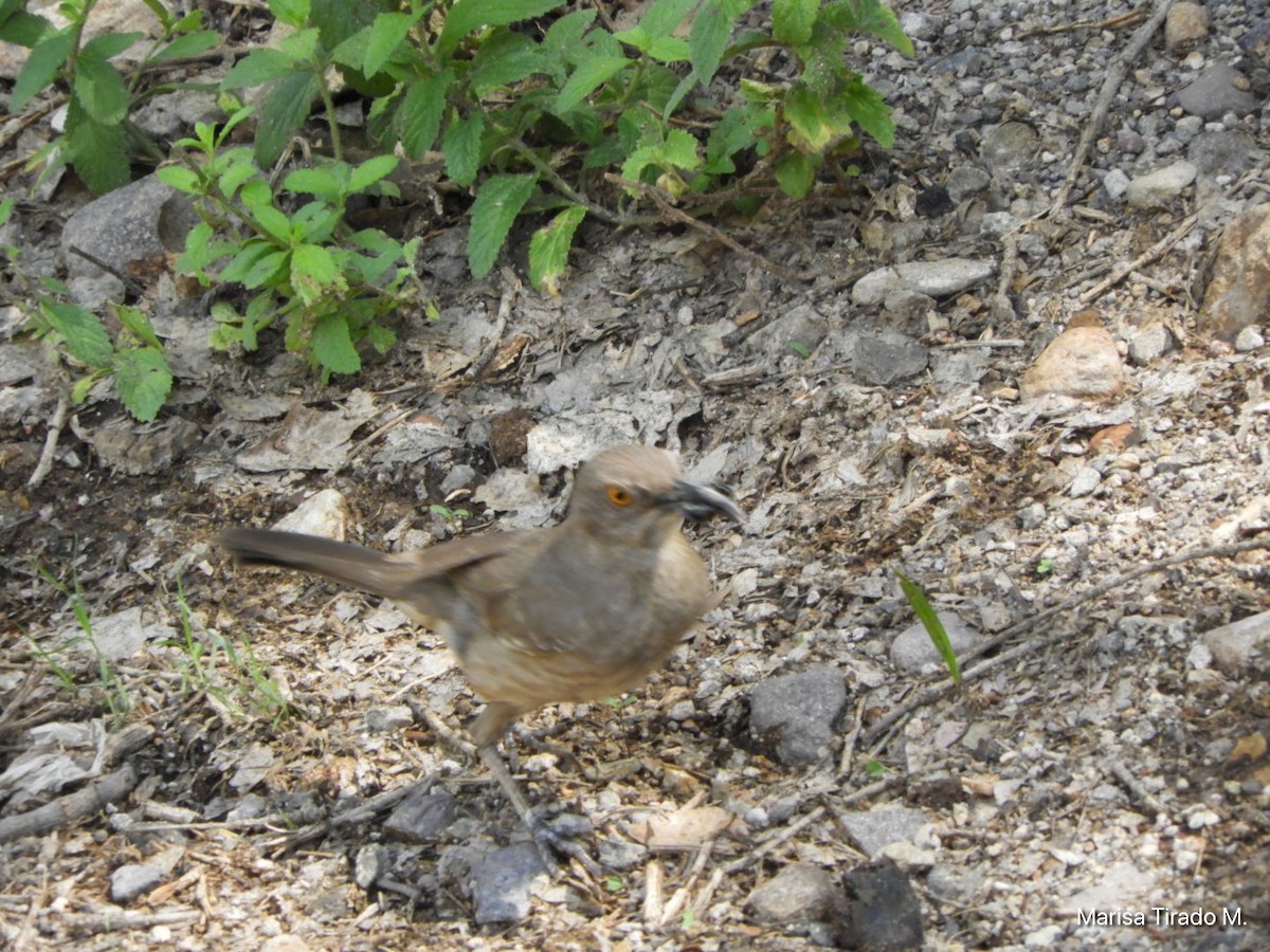 Curve-billed Thrasher - ML638384942
