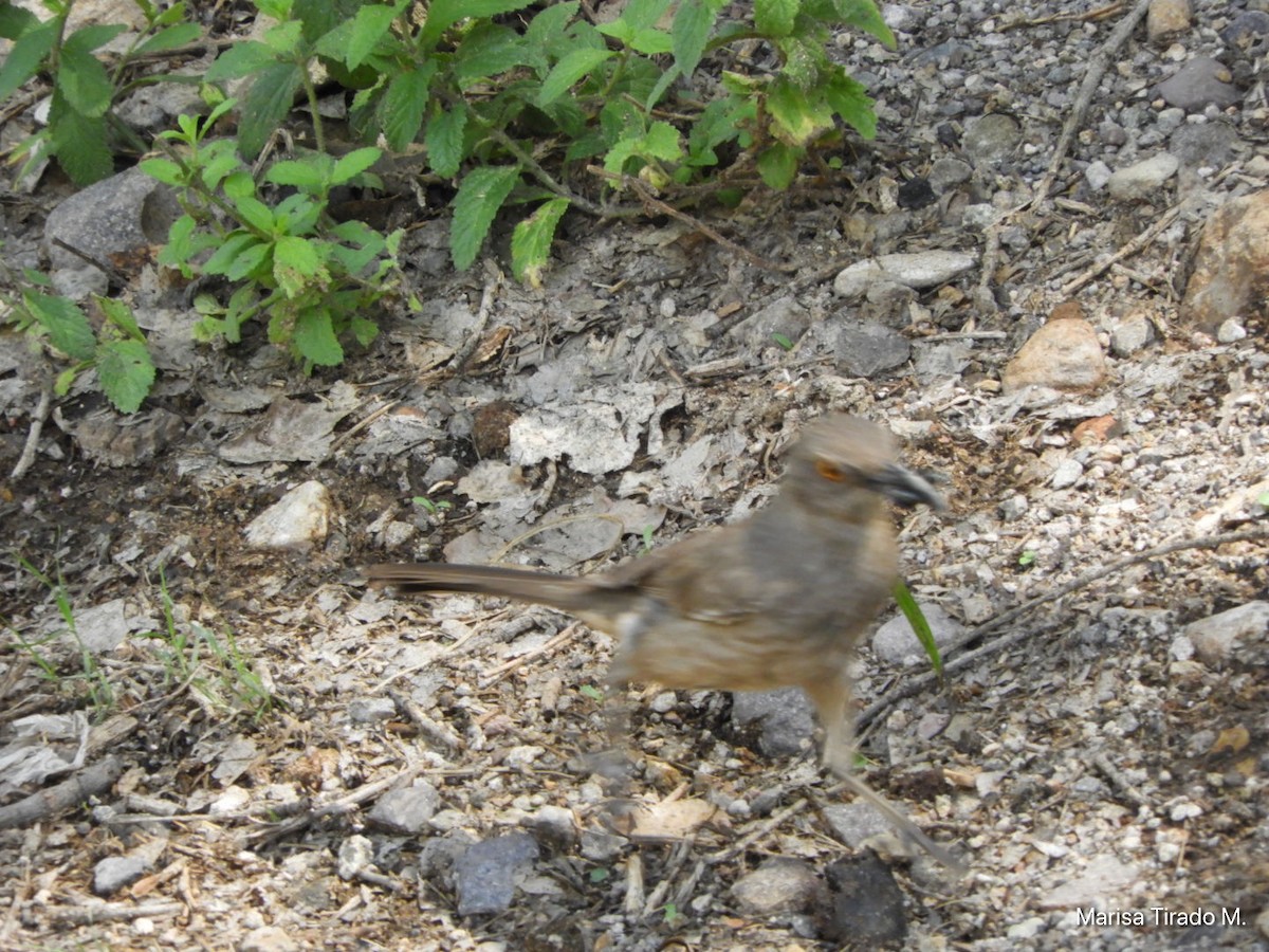 Curve-billed Thrasher - ML638384943