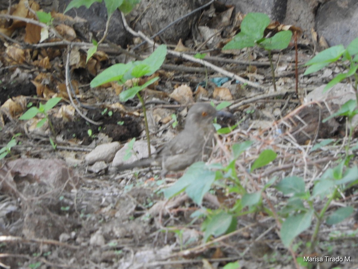 Curve-billed Thrasher - ML638384944
