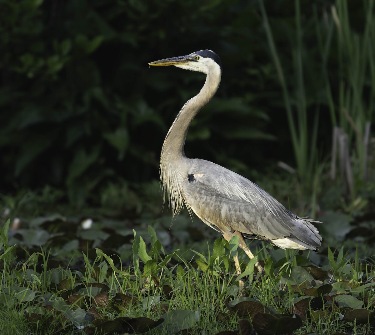 Great Blue Heron - ML638384953