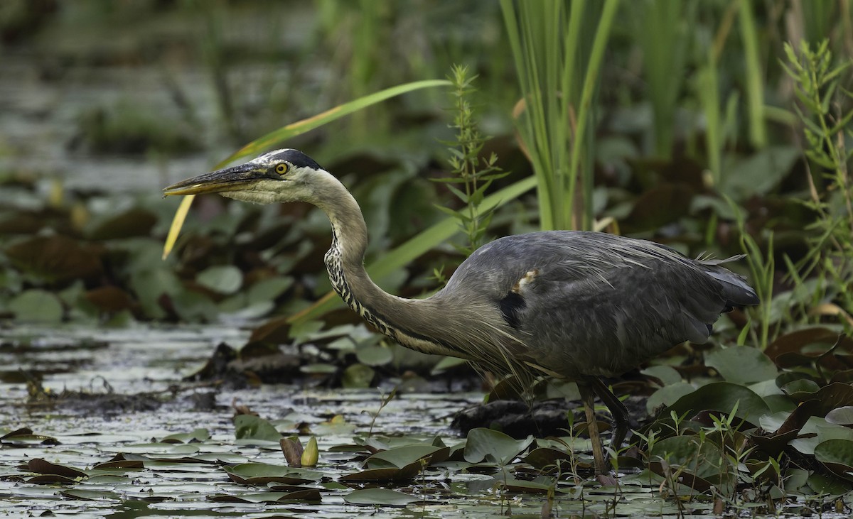 Great Blue Heron - ML638384954