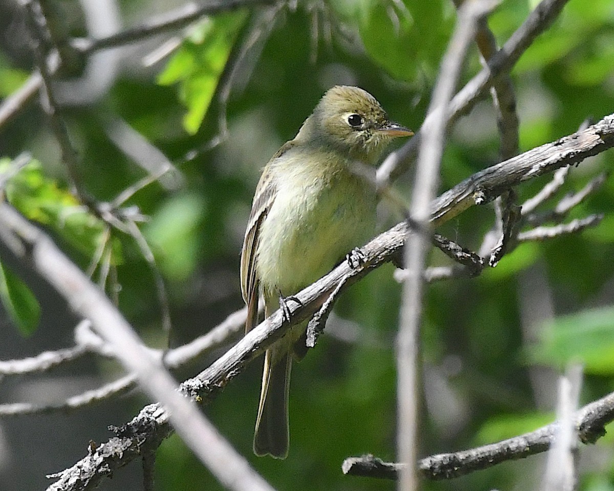 Western Flycatcher - ML638384990