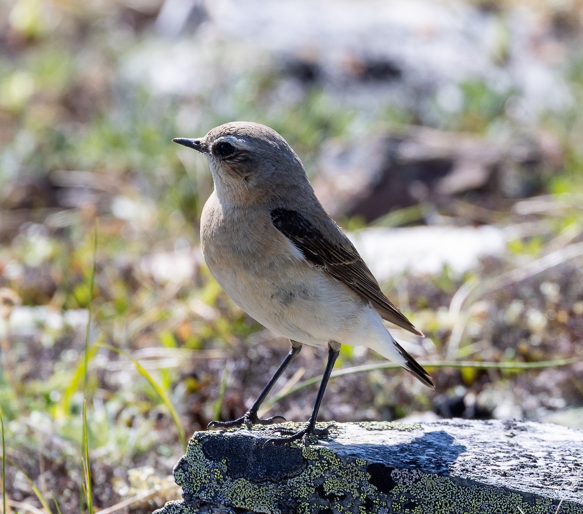 Northern Wheatear - ML638384991