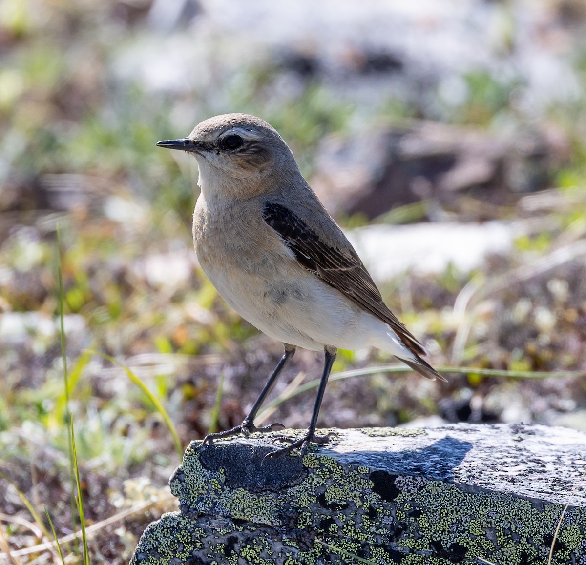 Northern Wheatear - ML638384992