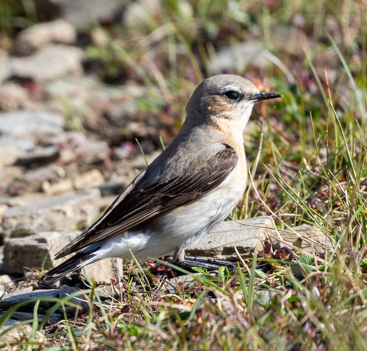 Northern Wheatear - ML638384994
