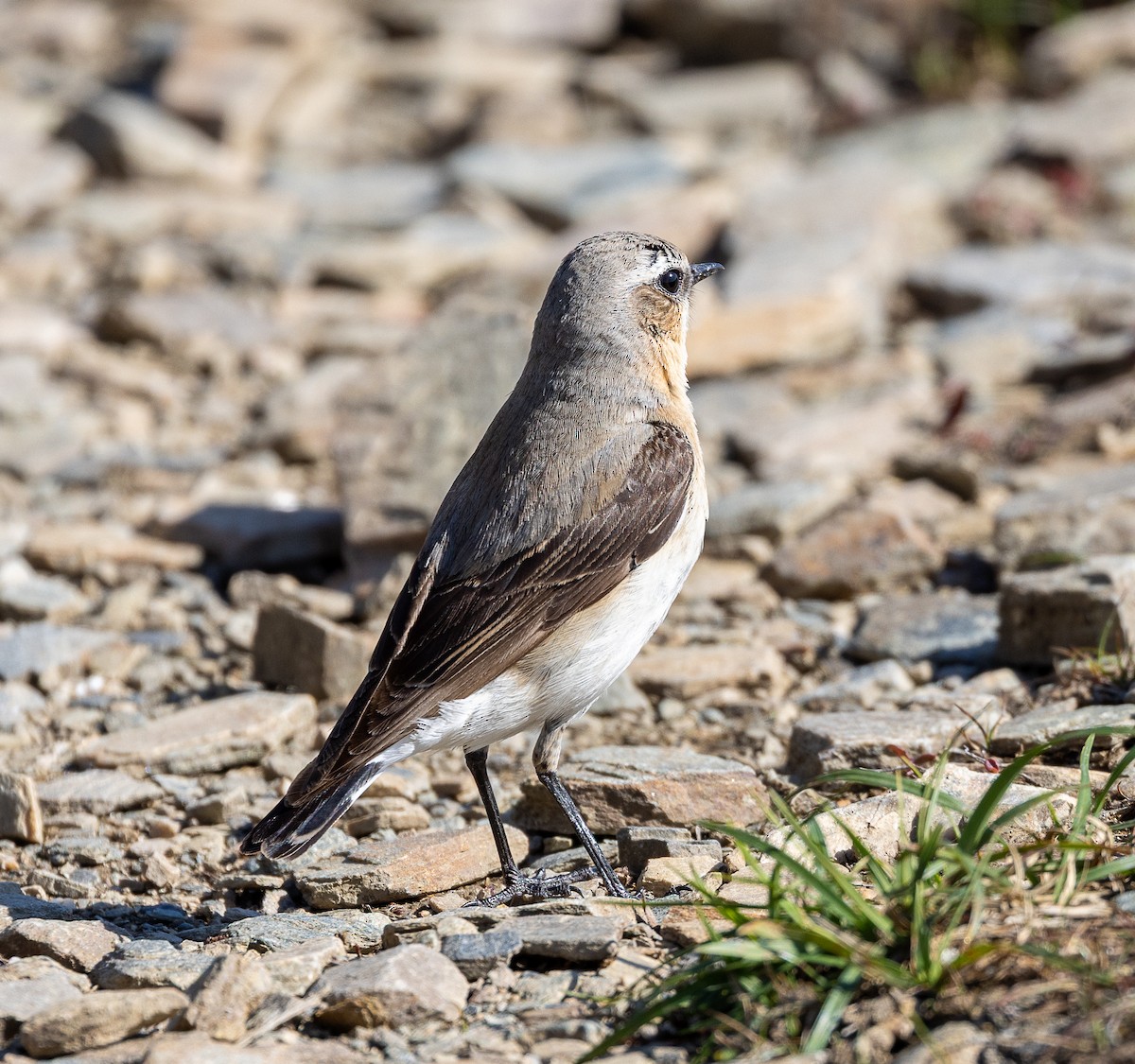 Northern Wheatear - ML638385000