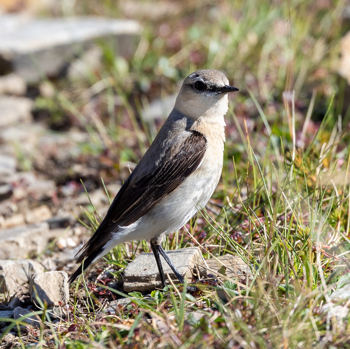Northern Wheatear - ML638385001