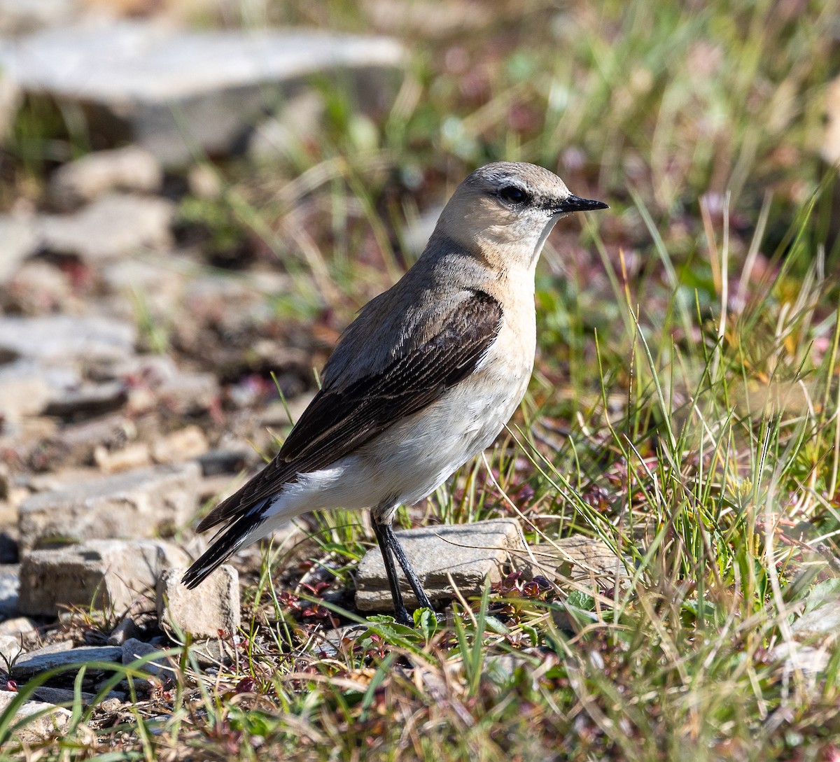 Northern Wheatear - ML638385002