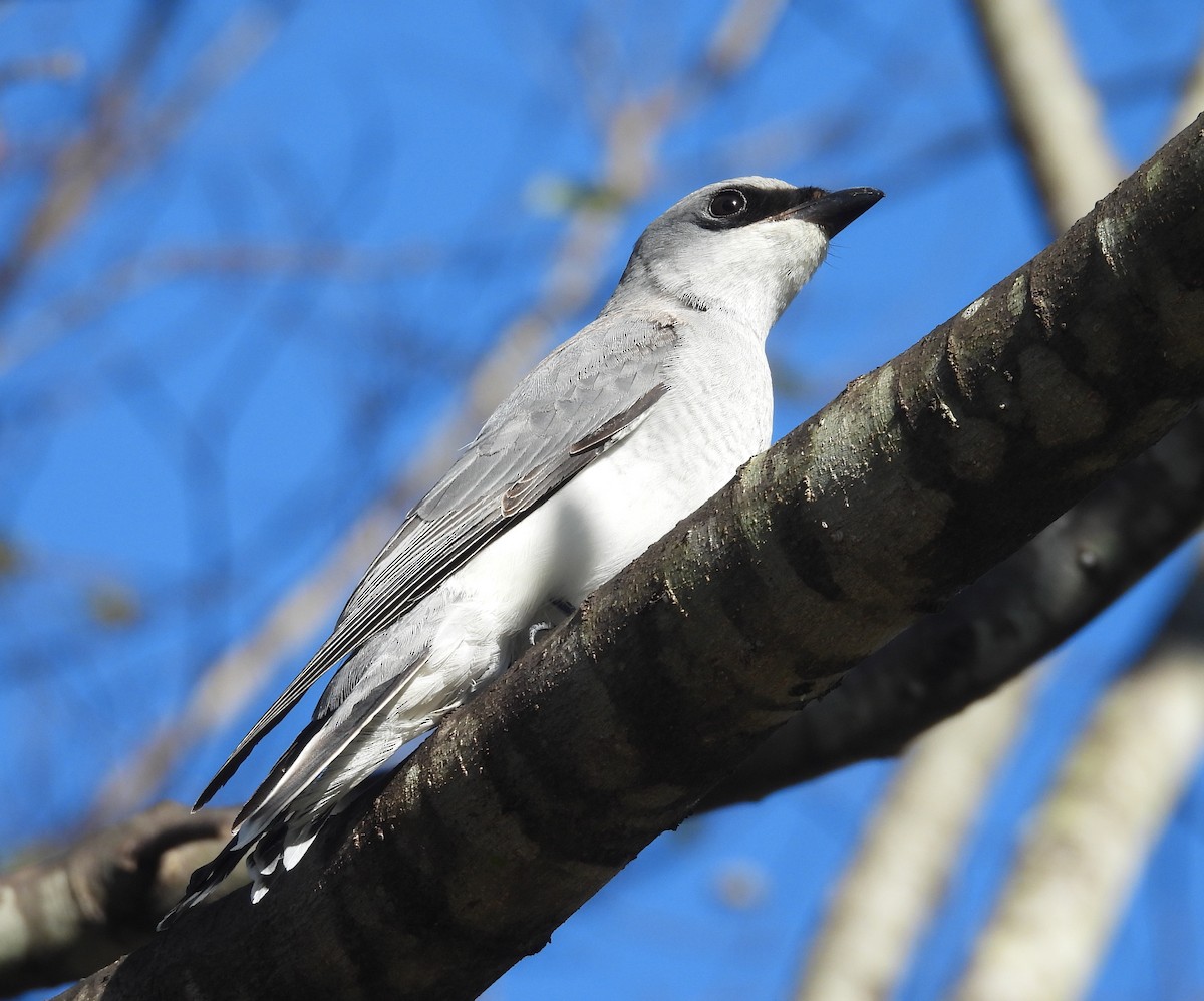 White-bellied Cuckooshrike - ML638385015