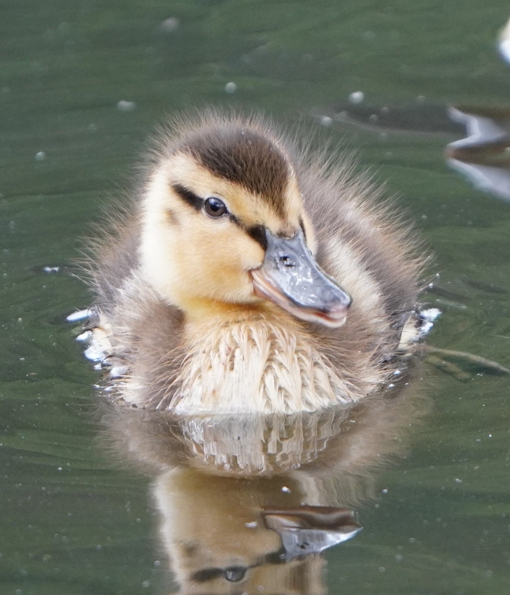 Mallard - ML638385016