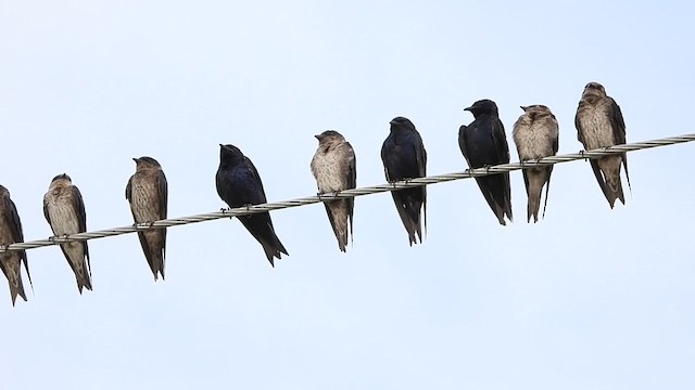 Purple Martin - ML638385018