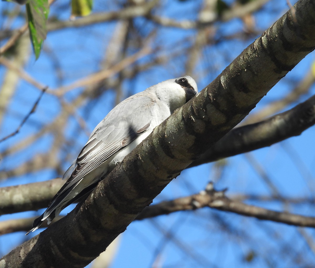 White-bellied Cuckooshrike - ML638385021