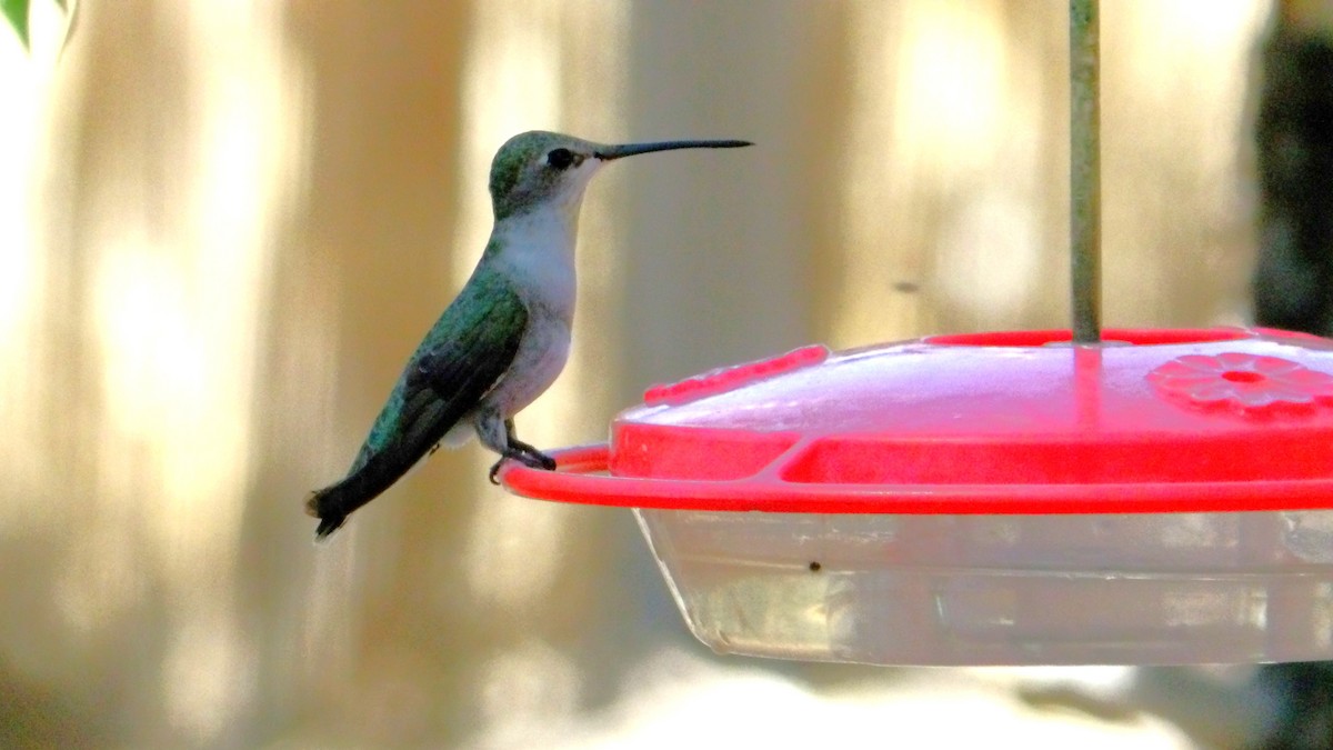 Black-chinned Hummingbird - ML638385023