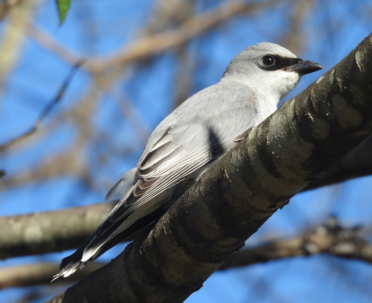 White-bellied Cuckooshrike - ML638385024
