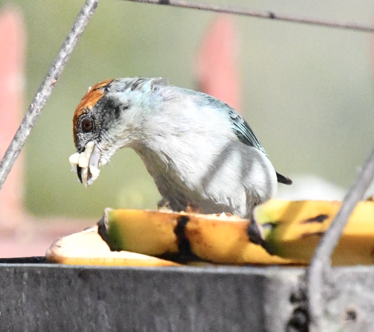 Scrub Tanager - ML638385027