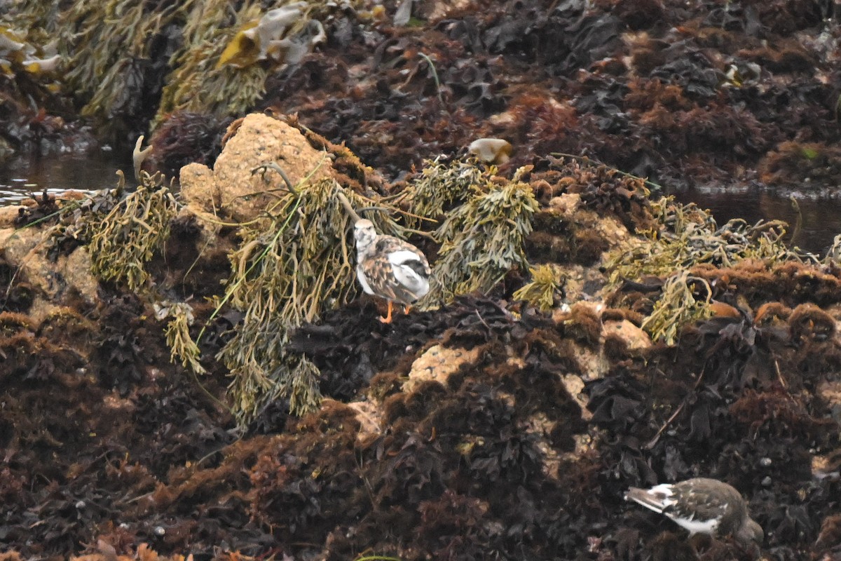 Ruddy Turnstone - ML638385028