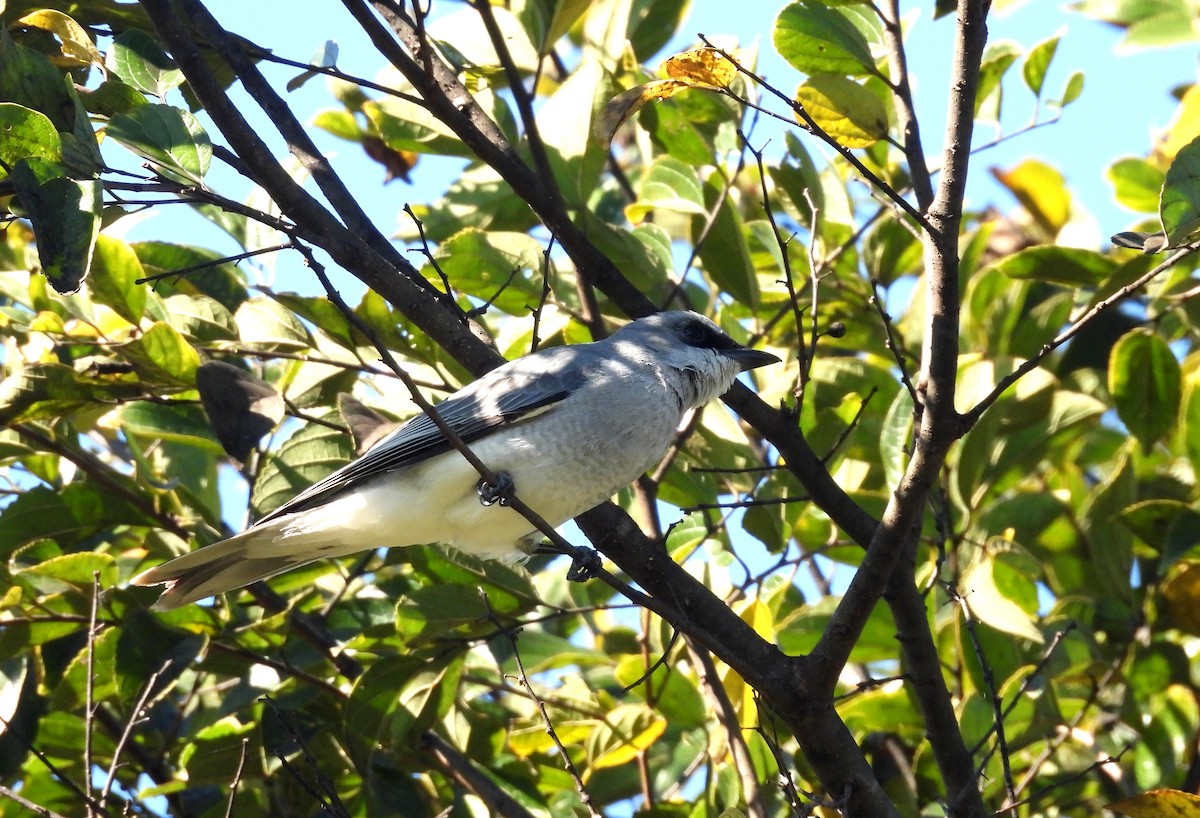 White-bellied Cuckooshrike - ML638385029