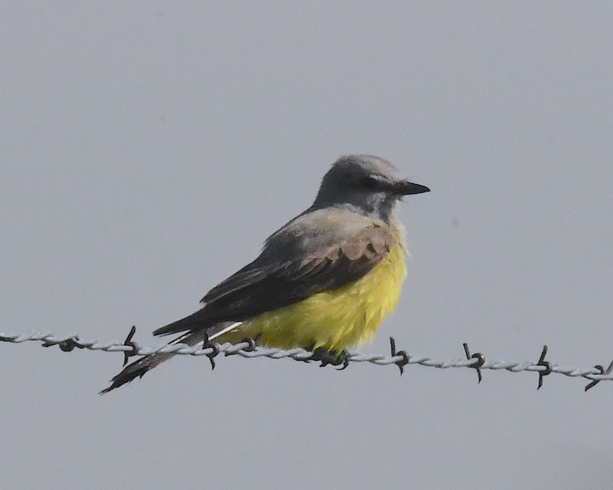 Western Kingbird - ML638385030