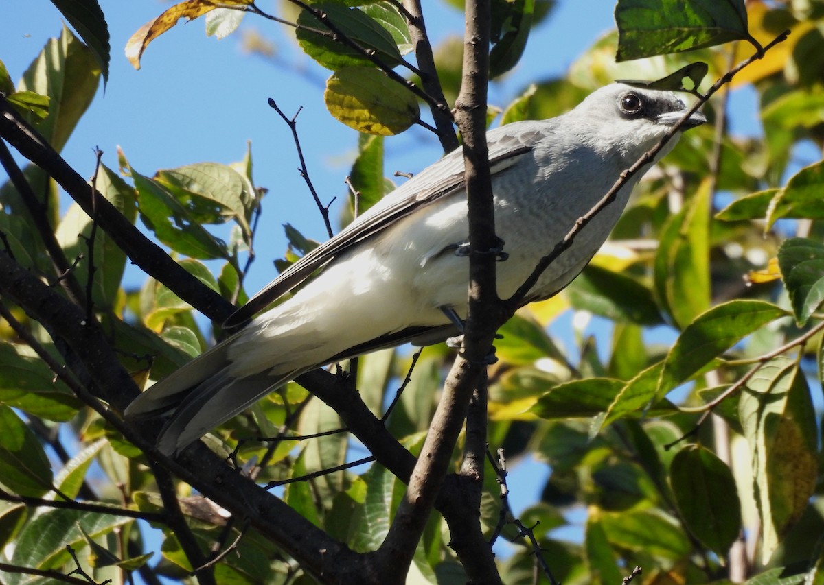 White-bellied Cuckooshrike - ML638385031