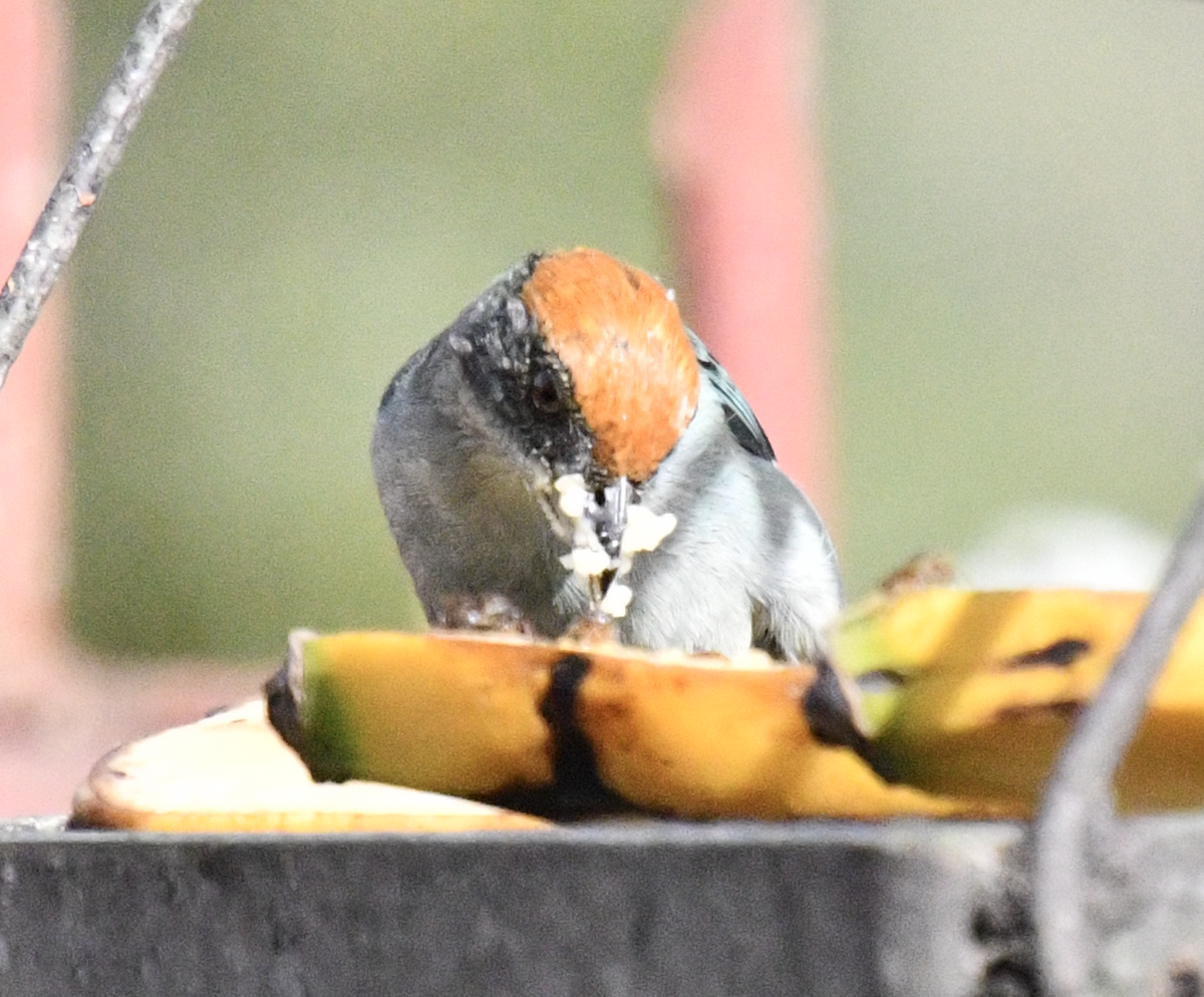 Scrub Tanager - ML638385032
