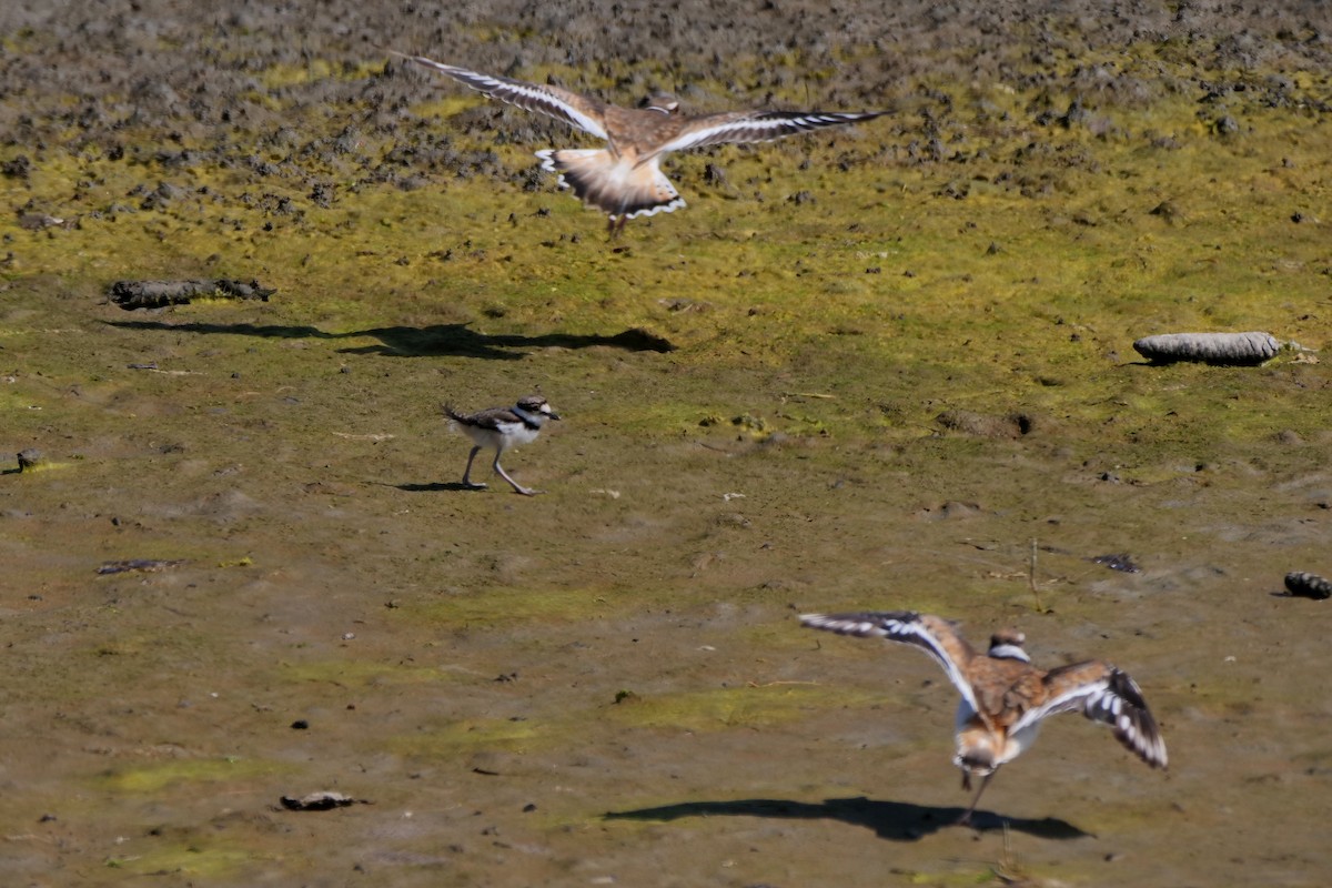 Killdeer - ML638385033