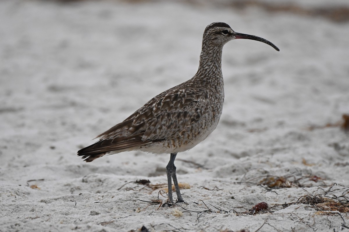 Whimbrel - ML638385034