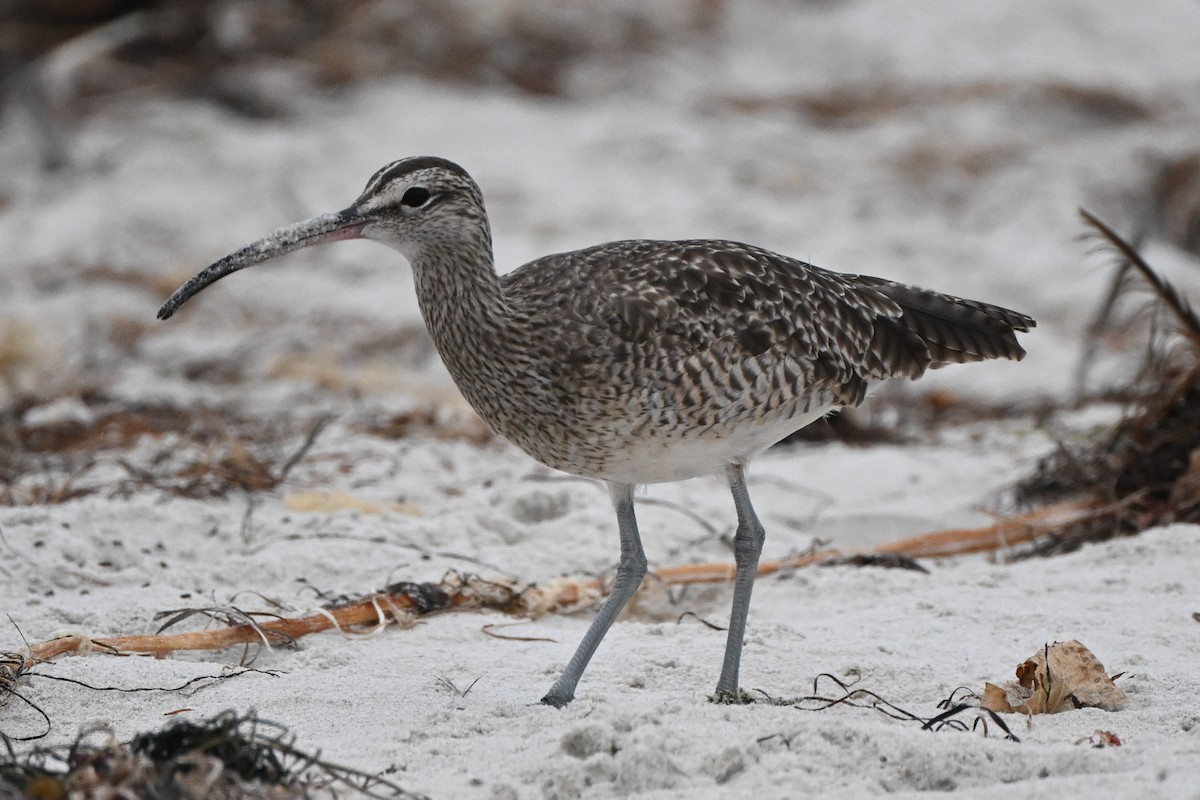 Whimbrel - ML638385035