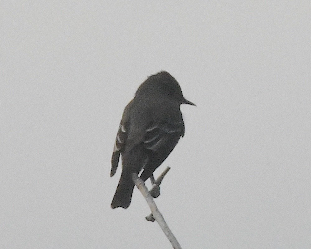Western Wood-Pewee - ML638385039