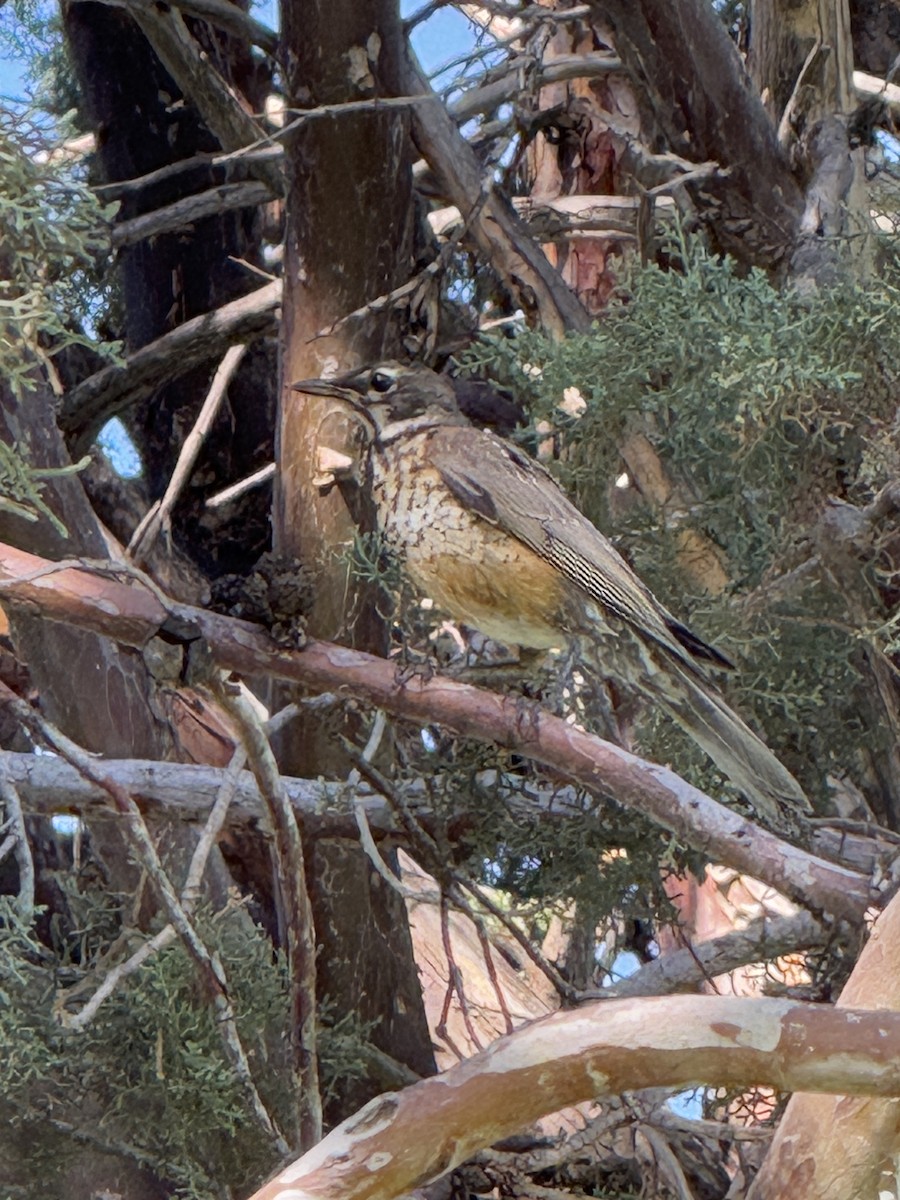 American Robin - ML638385041